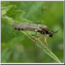 Dioctria linearis - Raubfliege 03.jpg